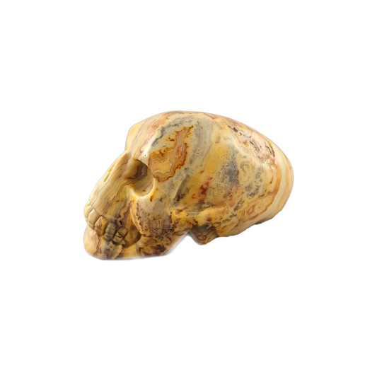 elongated crazy lace agate skull side