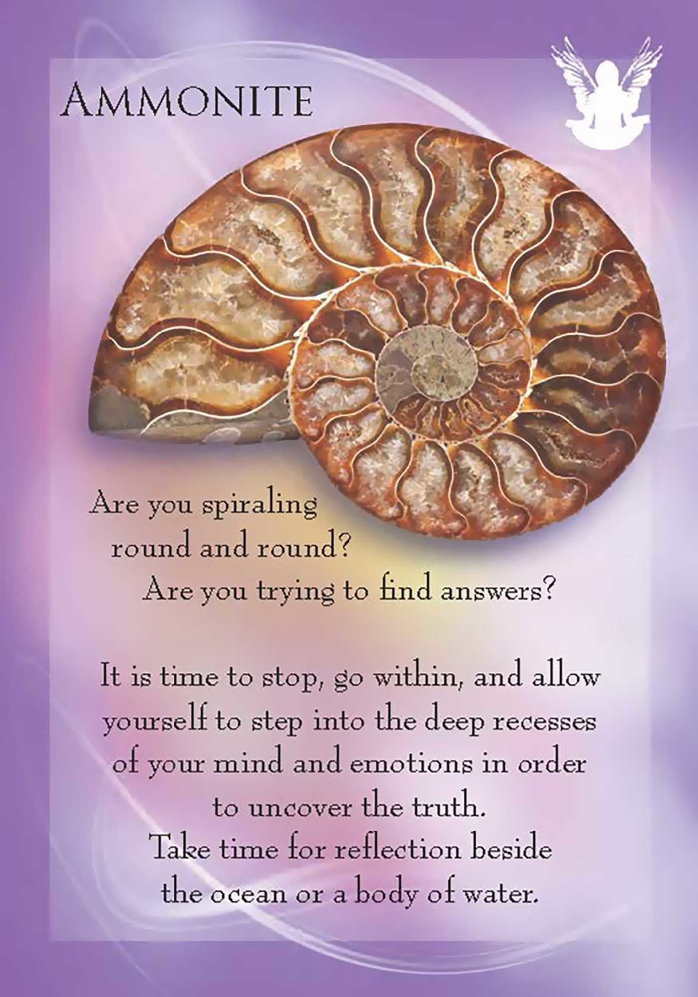 ammonite card