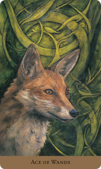 ace of wands card