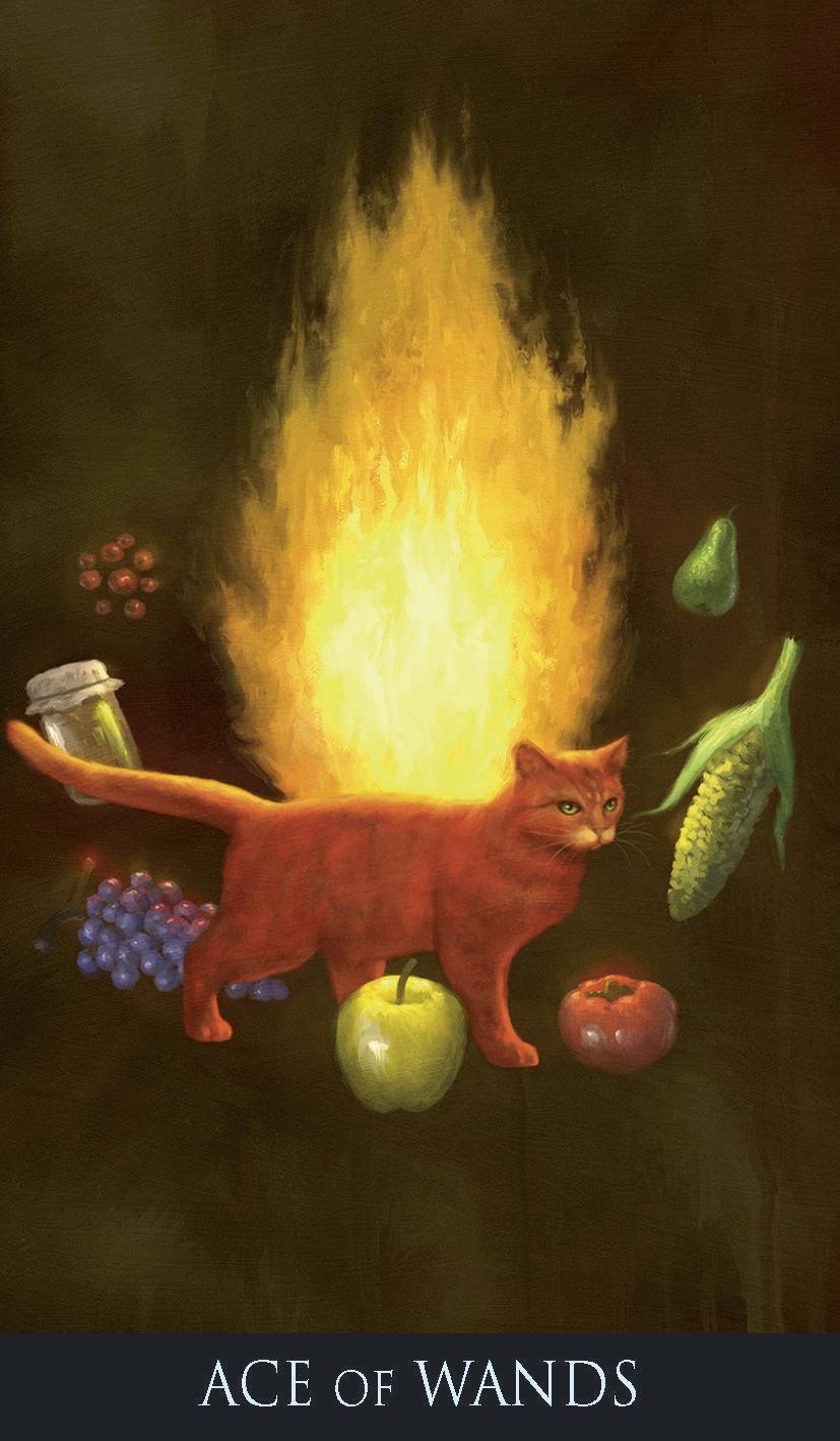ace of wands card