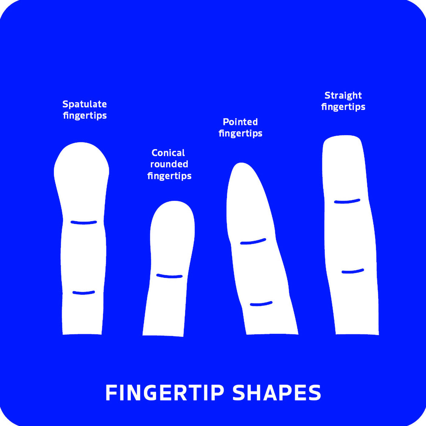 fingertip shapes picture