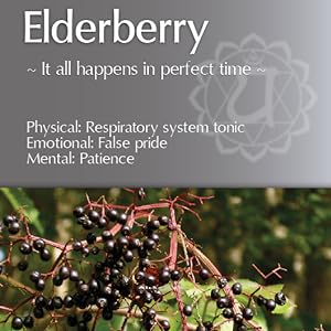 whispering herbs elderberry