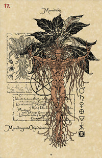 Card 17; Mandrake