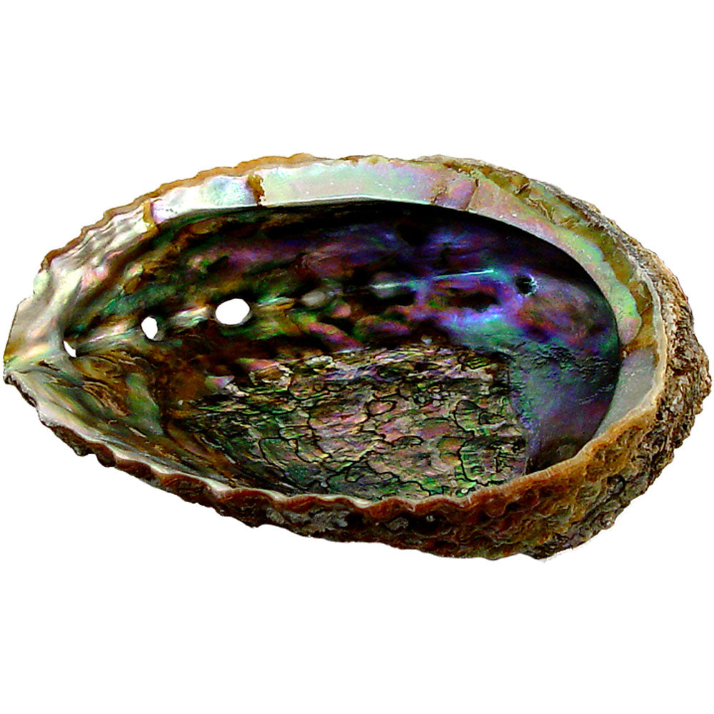 abalone shell 6"
