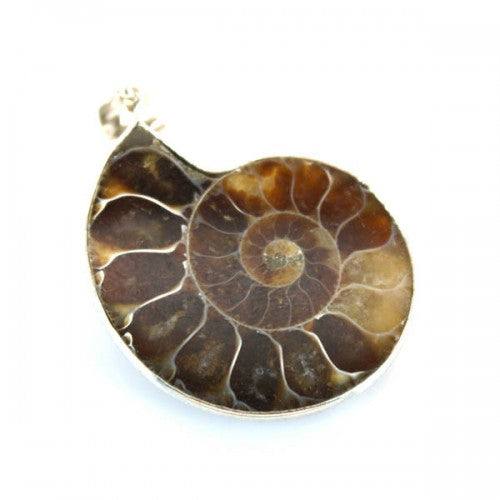ammonite pendant