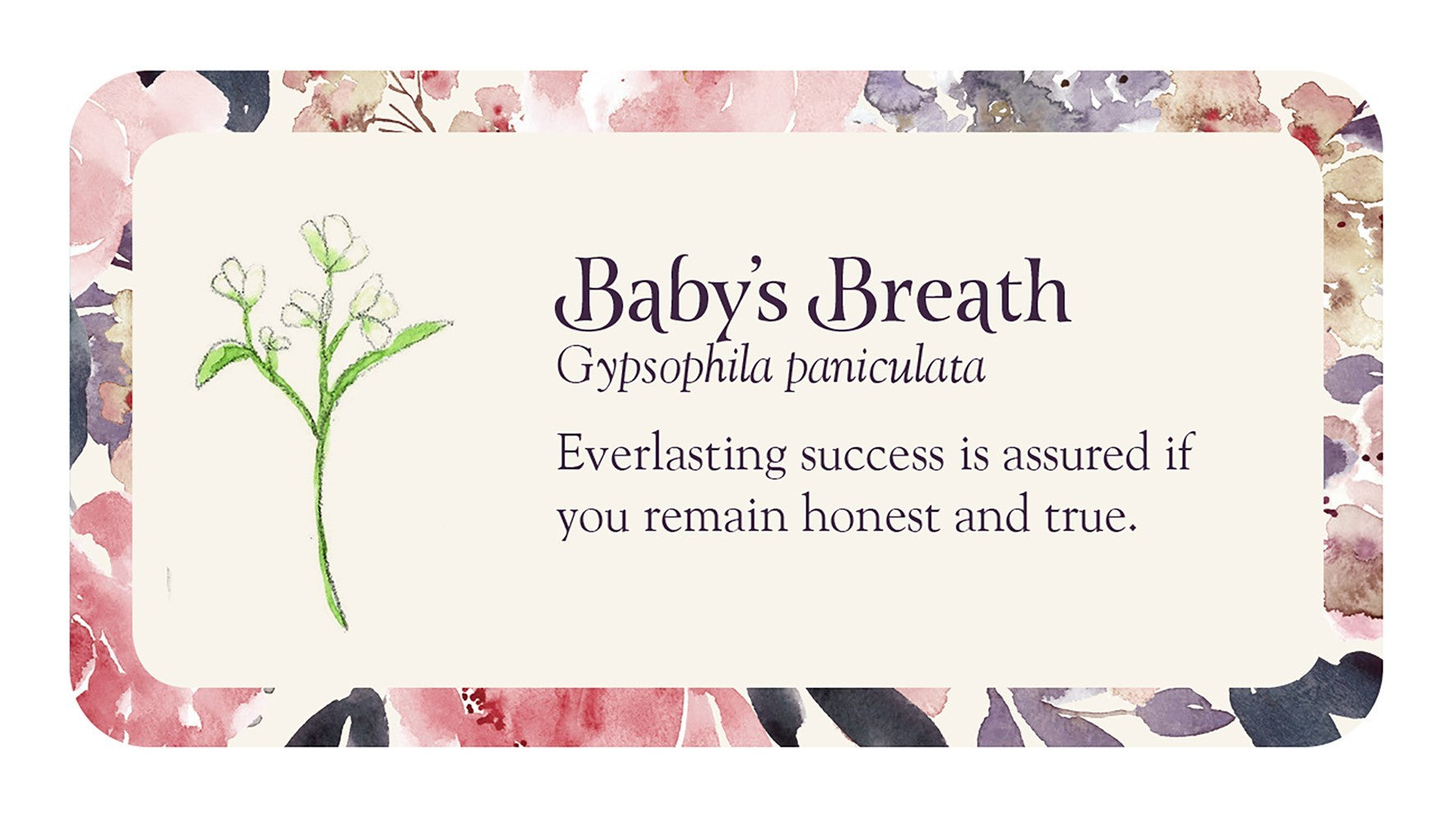baby's breath card