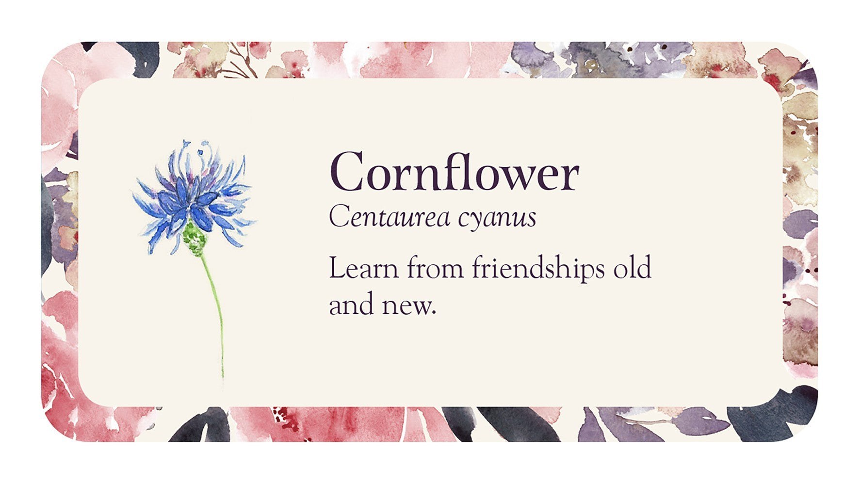 cornflower card