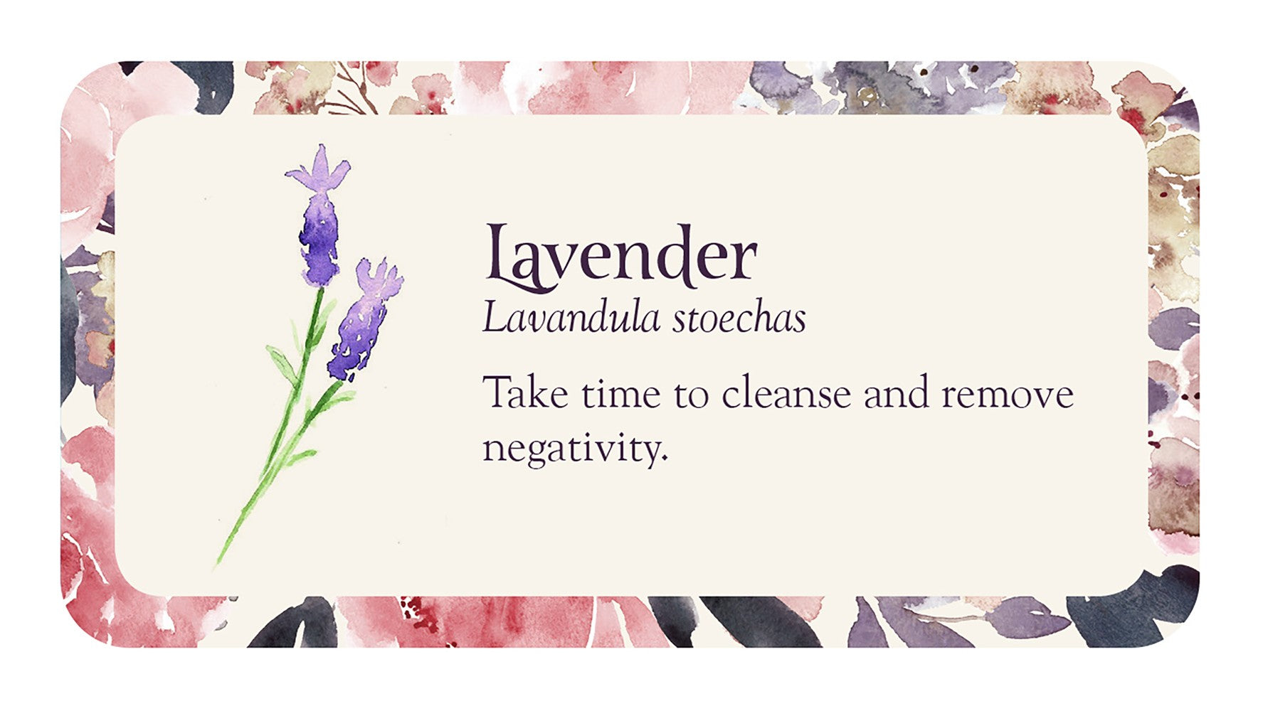 lavender card