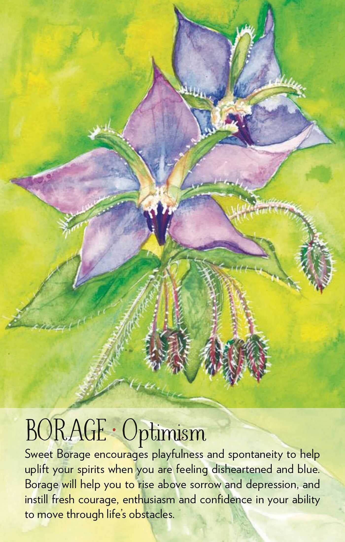 borage: optimism card