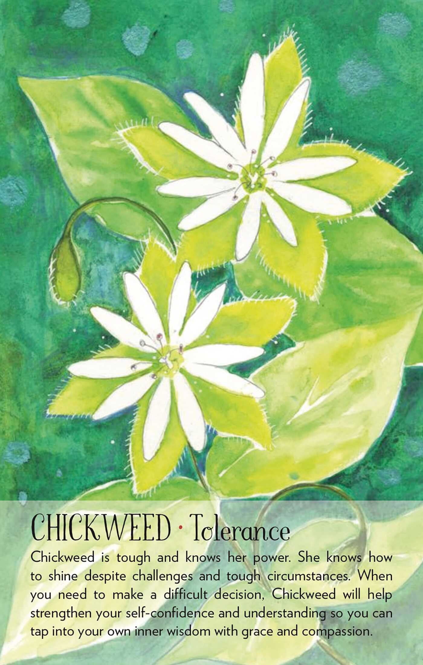 chickweed: tolerance card