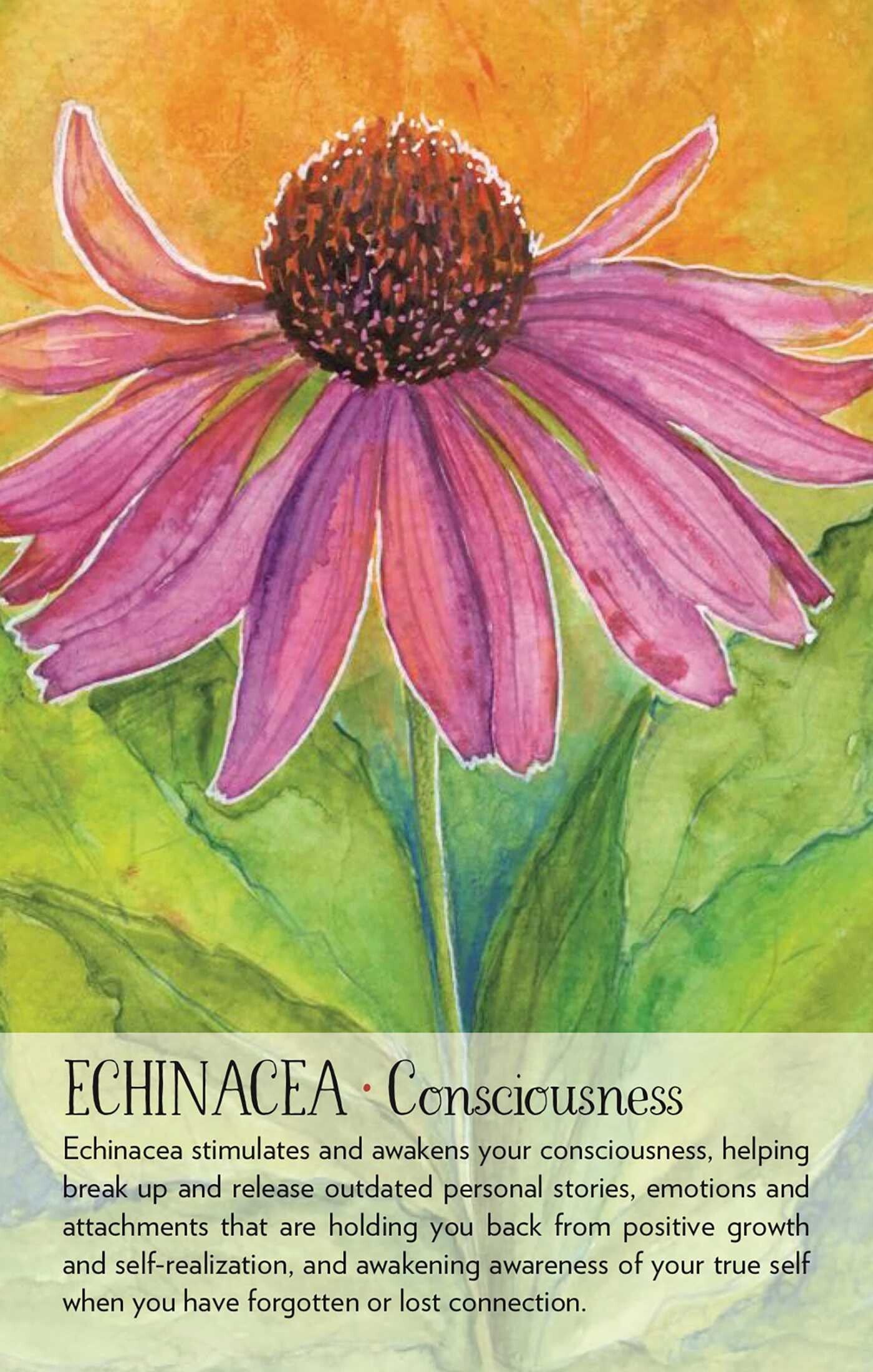 echinacea: consciousness card